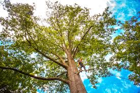 Best Tree Mulching  in Broken Bow, NE