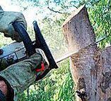 Best Tree Risk Assessment  in Broken Bow, NE