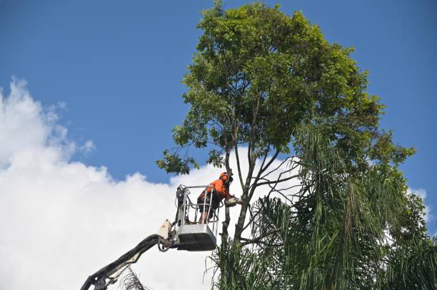 Best Utility Line Clearance  in Broken Bow, NE