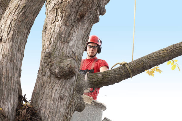 Trusted Broken Bow, NE Tree Care Experts